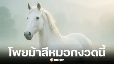 เลขเด็ดม้าสีหมอกงวด 16/10/68