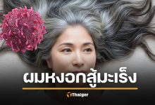 ตะลึง งานวิจัยญี่ปุ่นชี้ &quot;ผมหงอก&quot; ไม่ใช่แค่เริ่มแก่ แต่ร่างกายกำลังสู้ &quot;มะเร็ง&quot;