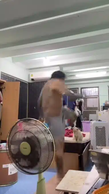 ชายเตะแมว 1