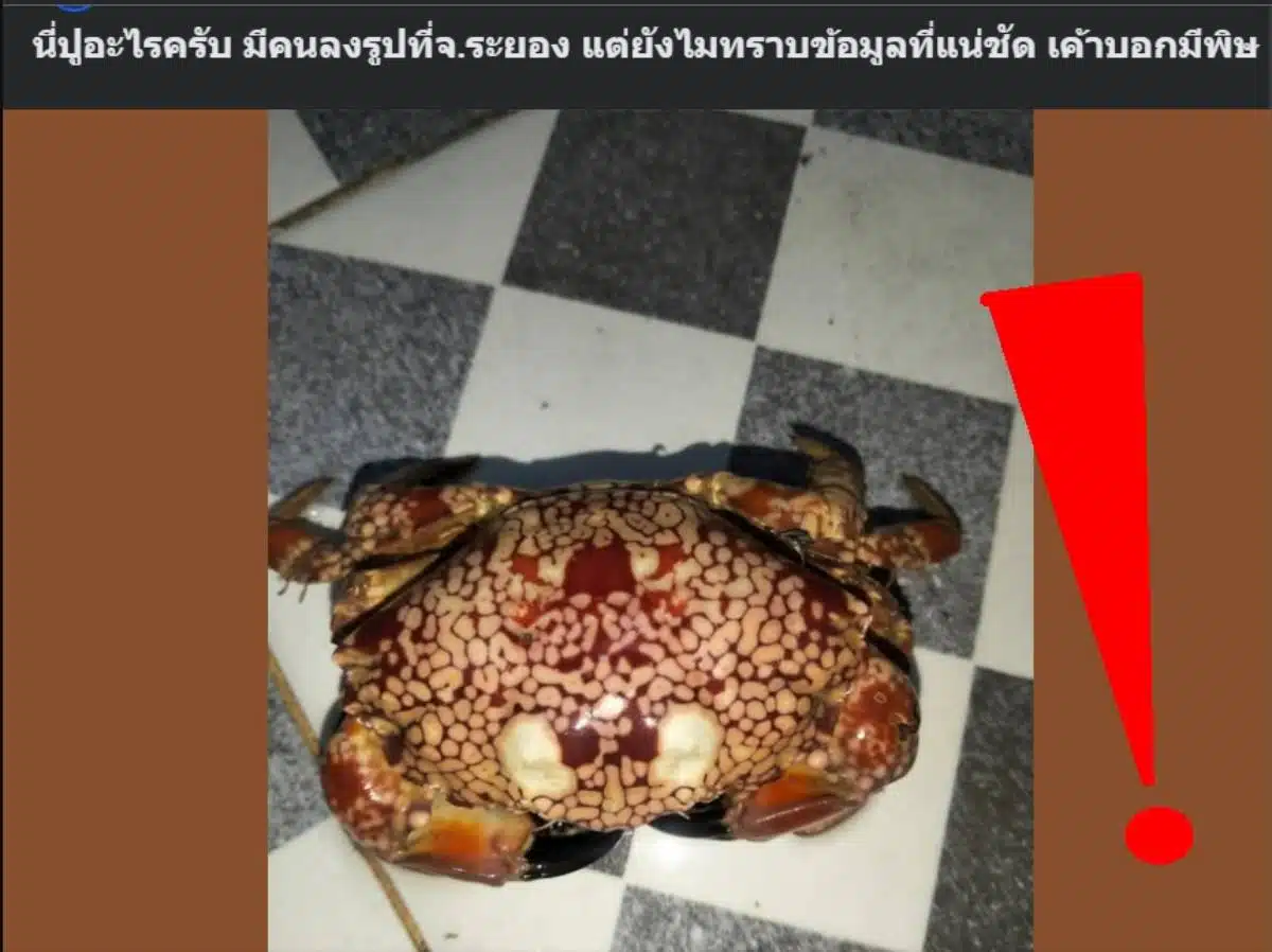 ผู้ใช้เฟซบุ๊กโพสต์รูปปูในทะเลพร้อมกับสอบถามว่าเป็นปูสายพันธุ์อะไร มีพิษหรือไม่