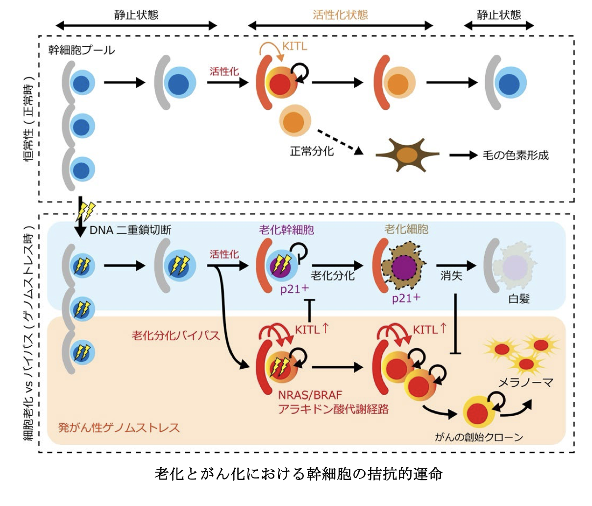 านวิจัยญี่ปุ่นชี้ ผมหงอก ไม่ใช่แค่เริ่มแก่ แต่เป็นสัญญาณ กำลังสู้ มะเร็ง