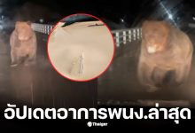 หมีทำร้ายรถของพนักงานให้อาหาร