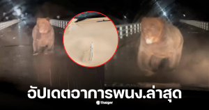 หมีทำร้ายรถของพนักงานให้อาหาร