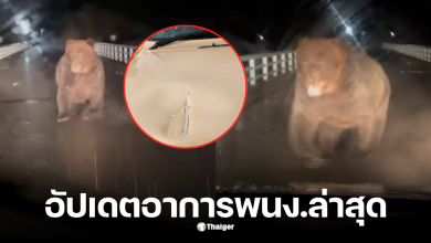 หมีทำร้ายรถของพนักงานให้อาหาร