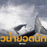 แมวน้ำหนีฝูงวาฬเพชฌฆาต