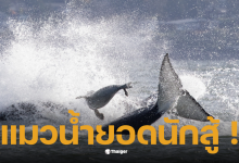 แมวน้ำหนีฝูงวาฬเพชฌฆาต