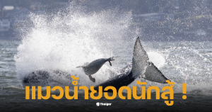 แมวน้ำหนีฝูงวาฬเพชฌฆาต