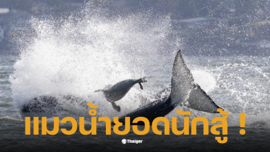 แมวน้ำหนีฝูงวาฬเพชฌฆาต