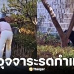 นักท่องเที่ยวจีนนั่งอุจจาระรดกำแพงพระราชวังเคียงบกกุง