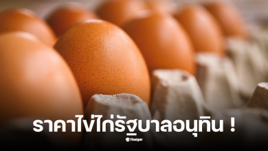 ราคาไข่ไก่ 4 พฤศจิกายน 2568