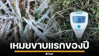 ดอยอินทนนท์ หนาวจัด เหมยขาบ แรกของปี 2568 โผล่แล้ว ยอดหญ้าแตะ 0 องศา
