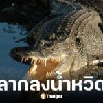 จระเข้ยักษ์ 12 ฟุต ลากเด็ก 10 ขวบลงน้ำ ก่อนชาวบ้านช่วยชีวิตได้ทัน