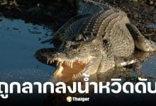 จระเข้ยักษ์ 12 ฟุต ลากเด็ก 10 ขวบลงน้ำ ก่อนชาวบ้านช่วยชีวิตได้ทัน