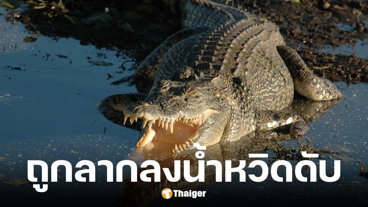 จระเข้ยักษ์ 12 ฟุต ลากเด็ก 10 ขวบลงน้ำ ก่อนชาวบ้านช่วยชีวิตได้ทัน