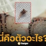 ขนลุก! หมอผ่าเจอ ตัวอ่อนแมลงวันบอทฟลาย ซุกใต้ผิวหนังคนไข้กลับจากบราซิล โซเชียลผวาหวั่นปรสิตระบาดในไทย