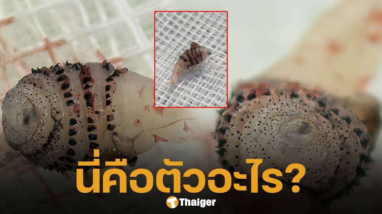ขนลุก! หมอผ่าเจอ ตัวอ่อนแมลงวันบอทฟลาย ซุกใต้ผิวหนังคนไข้กลับจากบราซิล โซเชียลผวาหวั่นปรสิตระบาดในไทย