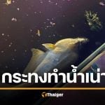 สลดวันลอยกระทง ปลาลอยตาย กระทงทำน้ำเน่า ได้บาปแทนบุญ เผยยอด 3 แสนชิ้น ยังลอยกระทงโฟม