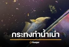 สลดวันลอยกระทง ปลาลอยตาย กระทงทำน้ำเน่า ได้บาปแทนบุญ เผยยอด 3 แสนชิ้น ยังลอยกระทงโฟม