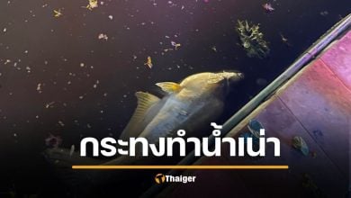 สลดวันลอยกระทง ปลาลอยตาย กระทงทำน้ำเน่า ได้บาปแทนบุญ เผยยอด 3 แสนชิ้น ยังลอยกระทงโฟม