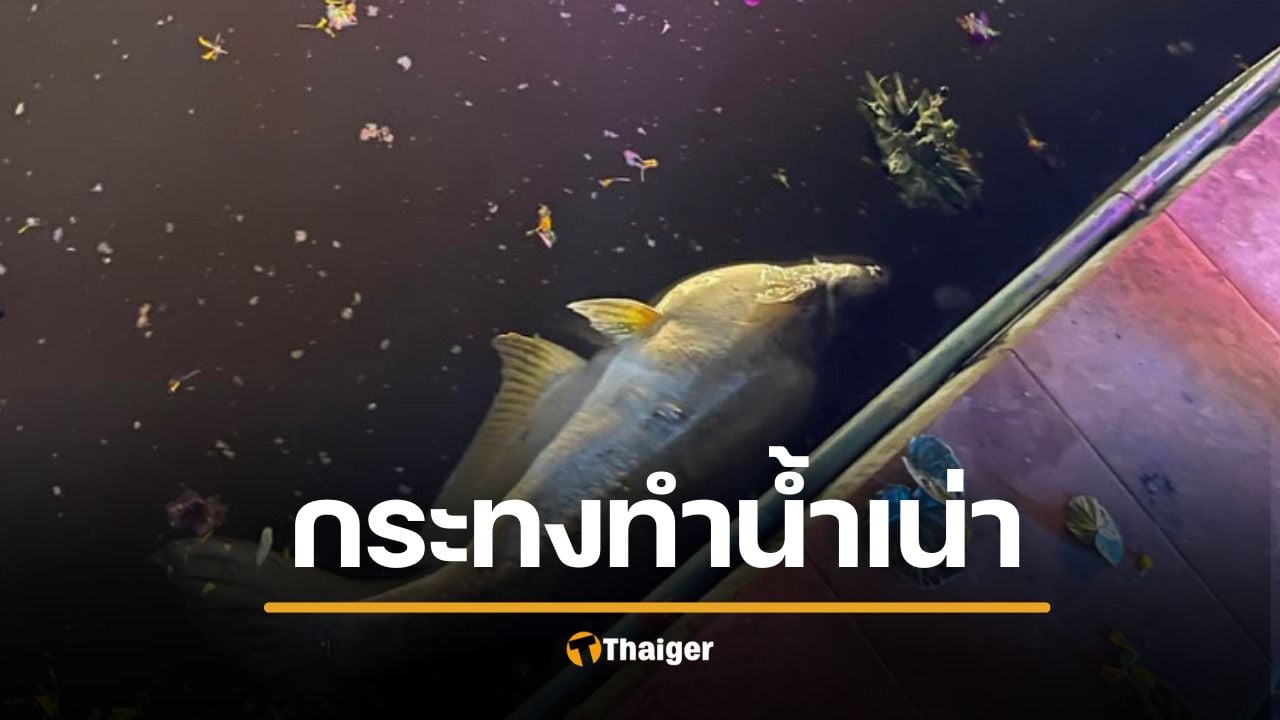 สลดวันลอยกระทง ปลาลอยตาย กระทงทำน้ำเน่า ได้บาปแทนบุญ เผยยอด 3 แสนชิ้น ยังลอยกระทงโฟม