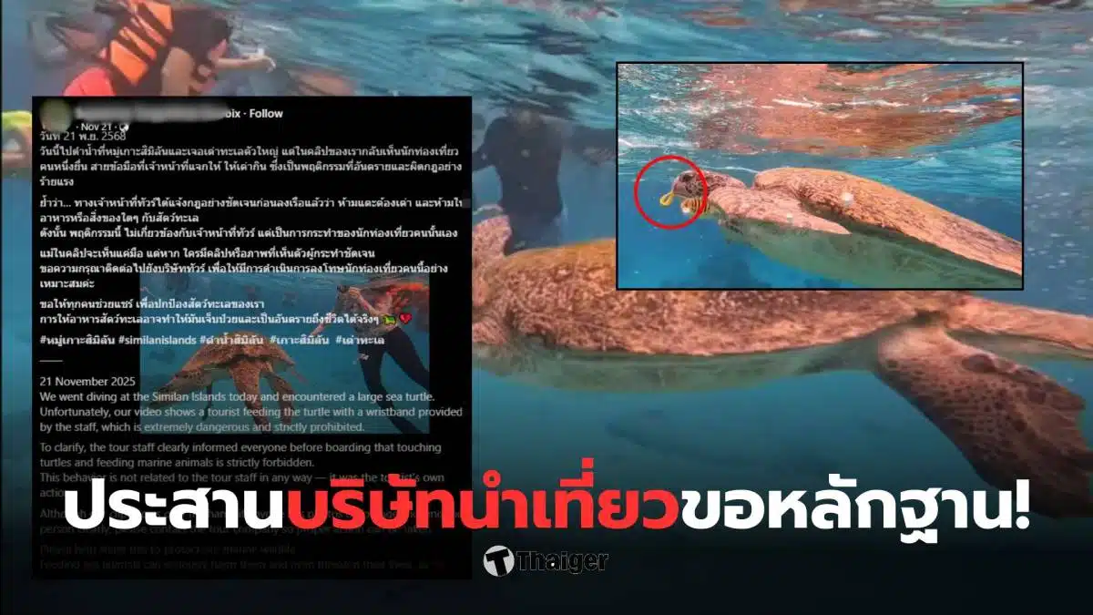 เต่าทะเลกินริชแบนด์ ข่าววันนี้