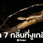 รู้จัก 7 กลิ่นงูเกลียดที่สุด คนไทยหาได้ง่าย