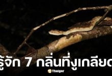 รู้จัก 7 กลิ่นงูเกลียดที่สุด คนไทยหาได้ง่าย