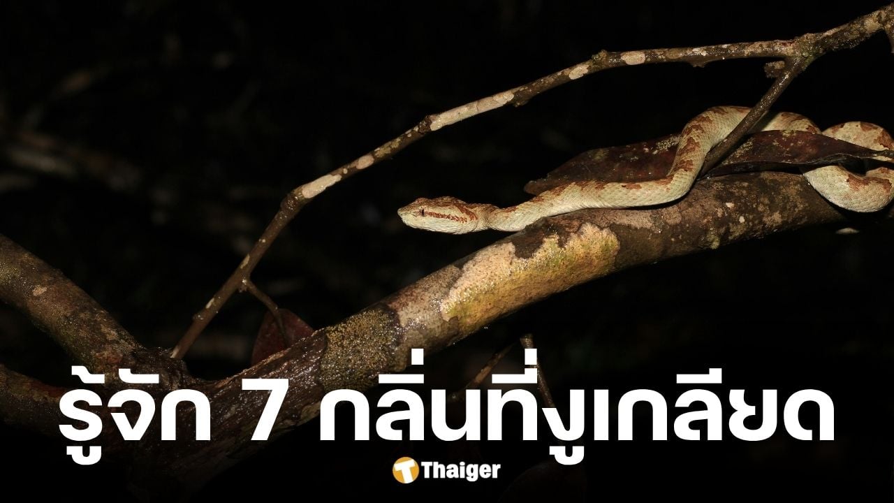 รู้จัก 7 กลิ่นงูเกลียดที่สุด คนไทยหาได้ง่าย
