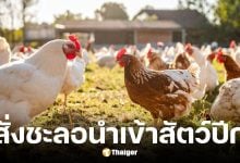 ราชกิจจาฯ ประกาศกรมปศุสัตว์สั่งชะลอนำเข้าสัตว์ปีกจากกัมพูชา 90 วัน