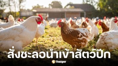 ราชกิจจาฯ ประกาศกรมปศุสัตว์สั่งชะลอนำเข้าสัตว์ปีกจากกัมพูชา 90 วัน