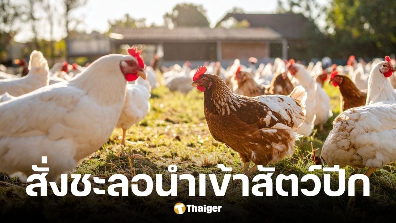 ราชกิจจาฯ ประกาศกรมปศุสัตว์สั่งชะลอนำเข้าสัตว์ปีกจากกัมพูชา 90 วัน