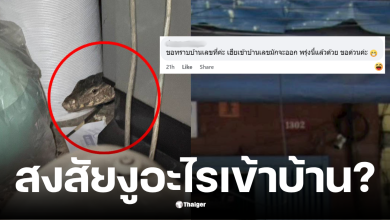 เลขเด็ดสงสัยงูอะไรเข้าบ้าน 16/11/68