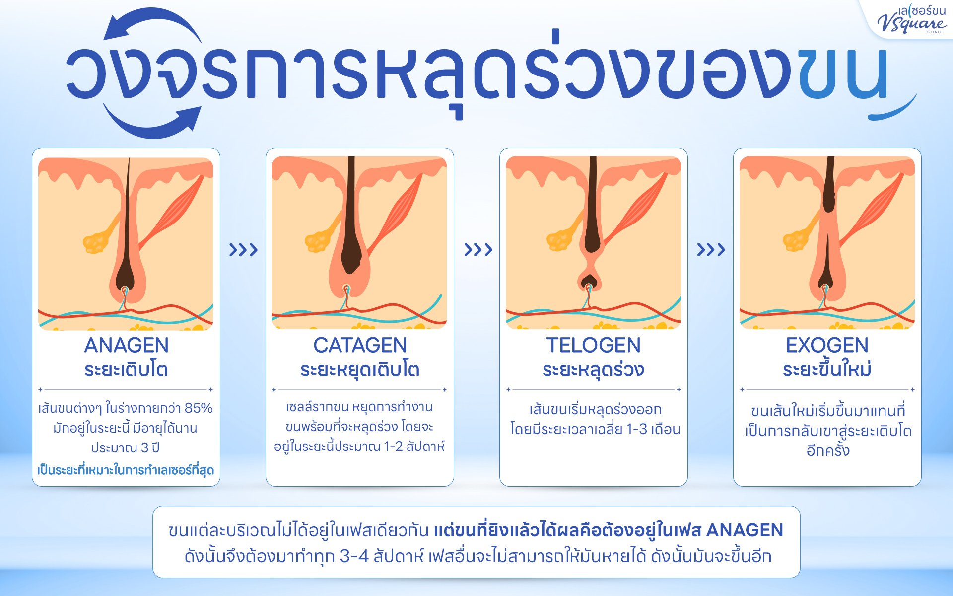 วงจรเส้นขน