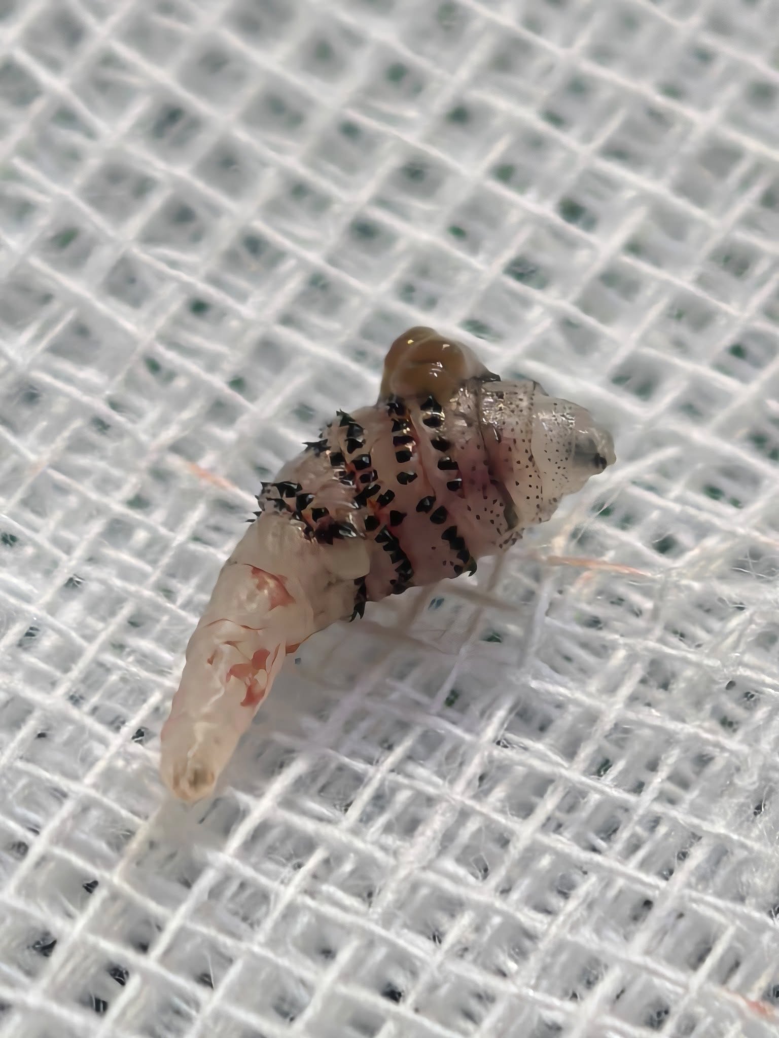 ขนลุก! หมอผ่า หนอนบอทฟลาย ซุกใต้ผิวหนังคนไข้กลับจากบราซิล โซเชียลผวาหวั่นระบาดในไทย-2