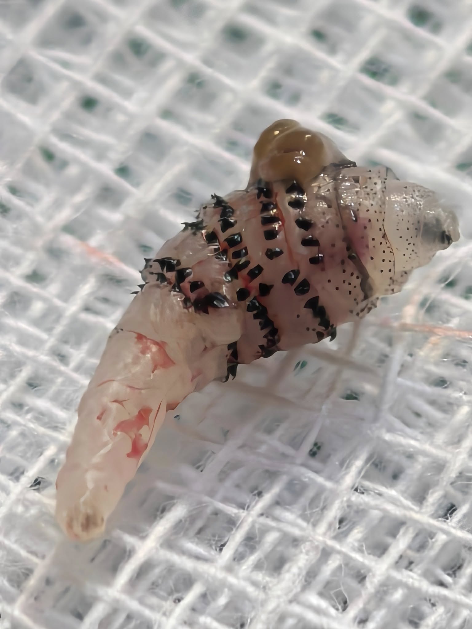 ขนลุก! หมอผ่า หนอนบอทฟลาย ซุกใต้ผิวหนังคนไข้กลับจากบราซิล โซเชียลผวาหวั่นระบาดในไทย-3