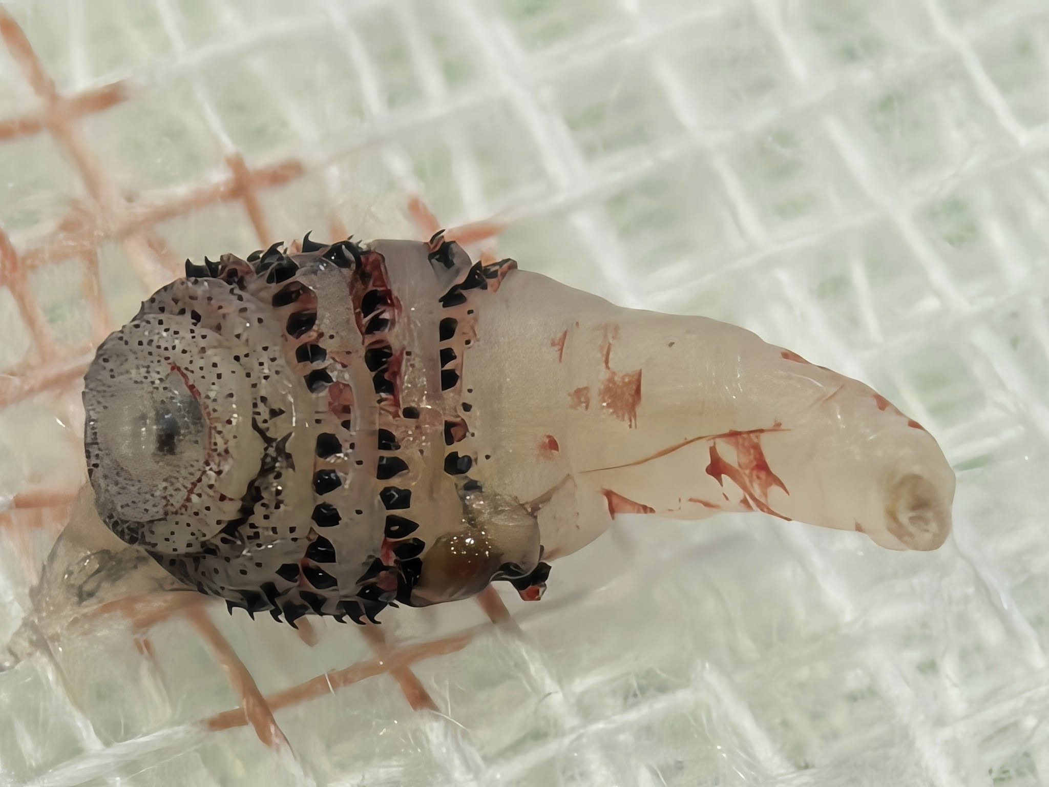 ขนลุก! หมอผ่า หนอนบอทฟลาย ซุกใต้ผิวหนังคนไข้กลับจากบราซิล โซเชียลผวาหวั่นระบาดในไทย-6