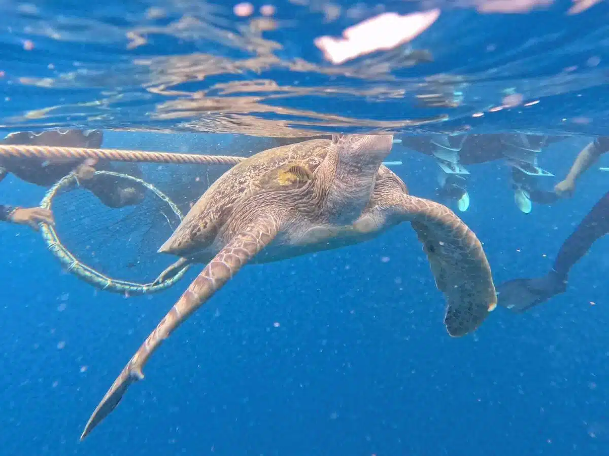 ข่าวเต่าทะเล หมู่เกาะสิมิลัน