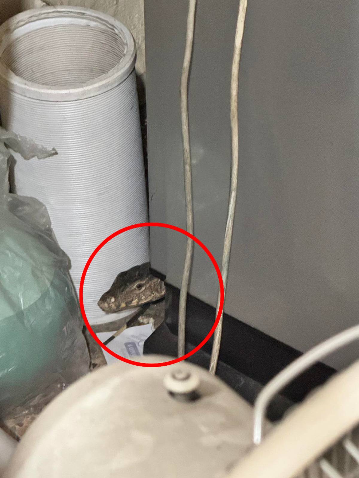 งูไทย...อะไรก็ได้ all about Thailand snakes