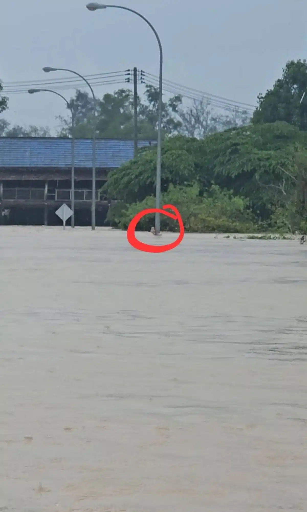 ช่วยหญิงเกาะเสาไฟฟ้า