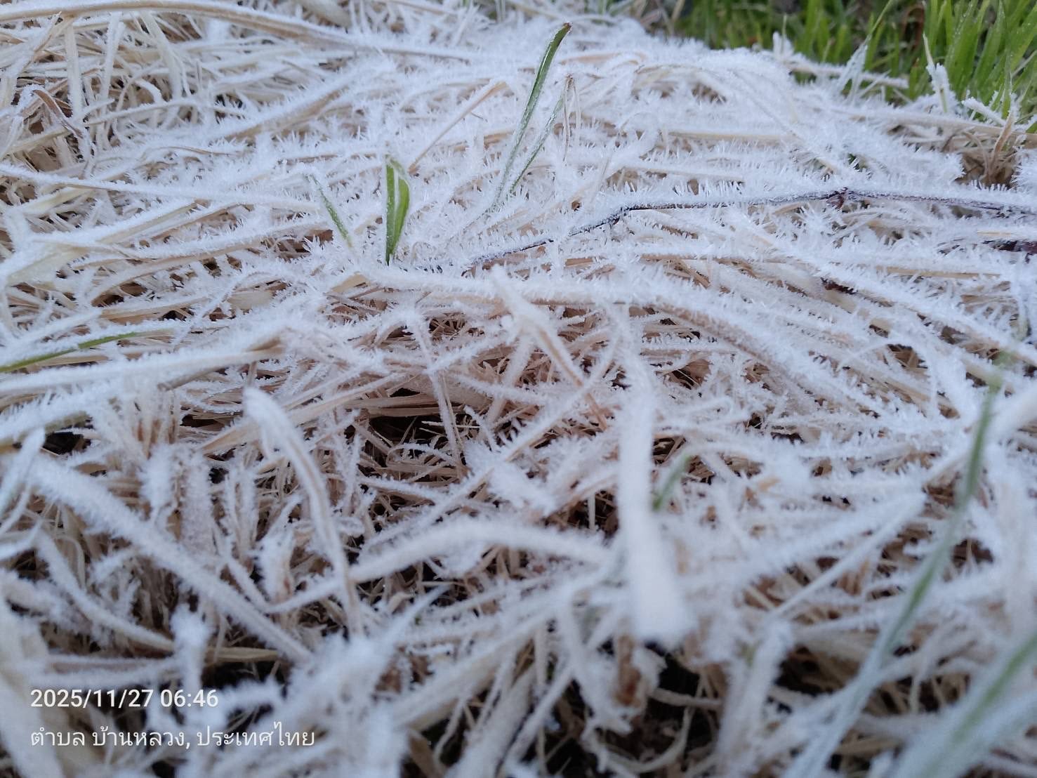 ดอยอินทนนท์ หนาวจัด อุณหภูมิลดเหลือ 2 องศา เหมยขาบ ปรากฎตัว 4 วันติด-4