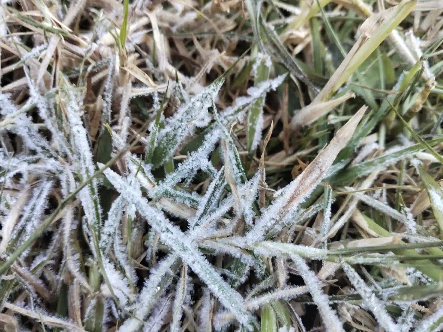 เหมยขาบเกาะบนยอดหญ้าสีขาวโพลนที่ดอยอินทนนท์