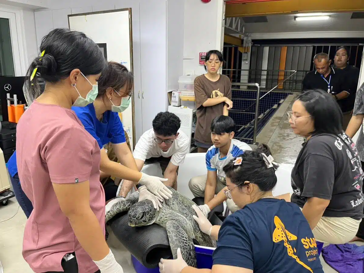 ทีมแพทย์ยืนยันอัตลักษณ์เต่าทะเลกินสายริสแบนด์นักท่องเที่ยว