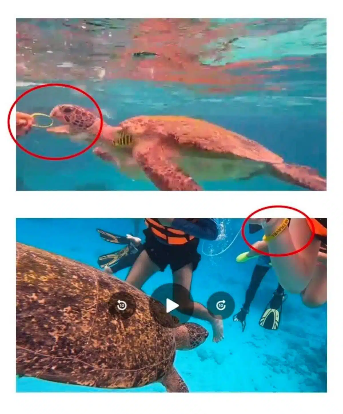 นักท่องเที่ยวยื่นสายรัดข้อมือให้เต่าทะเล (1)