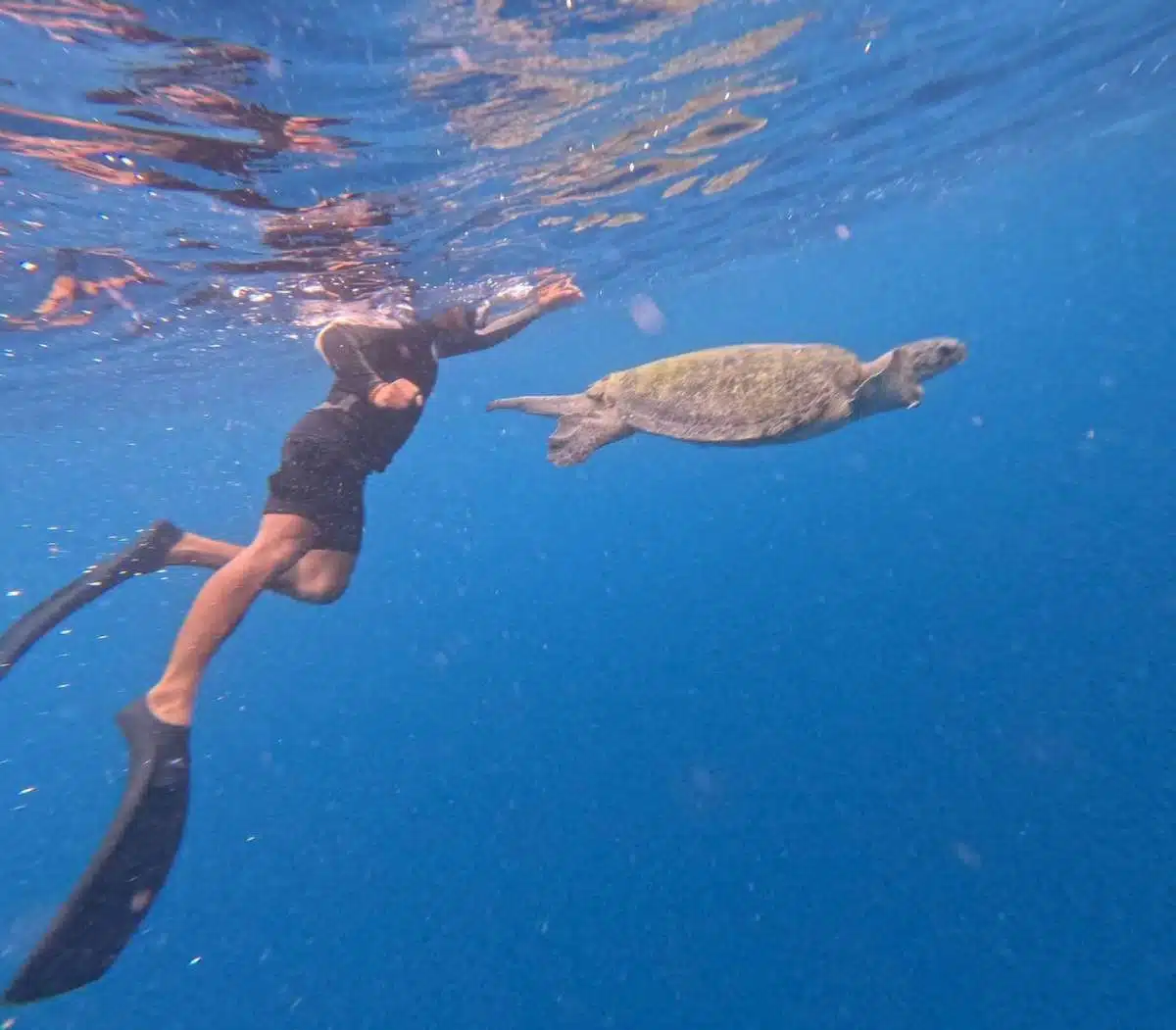 นักท่องเที่ยวให้เต่าทะเลกินสายรัดข้อมือ