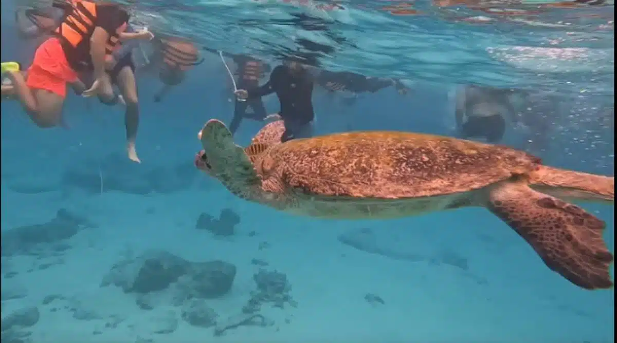 นักท่องเที่ยวแกล้งเต่าทะเล