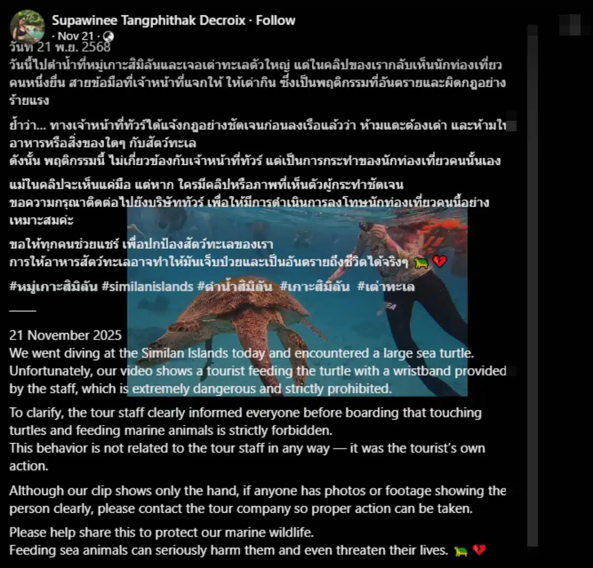 นักท่องเที่ยวให้เต่าทะเลกินริชแบนด์