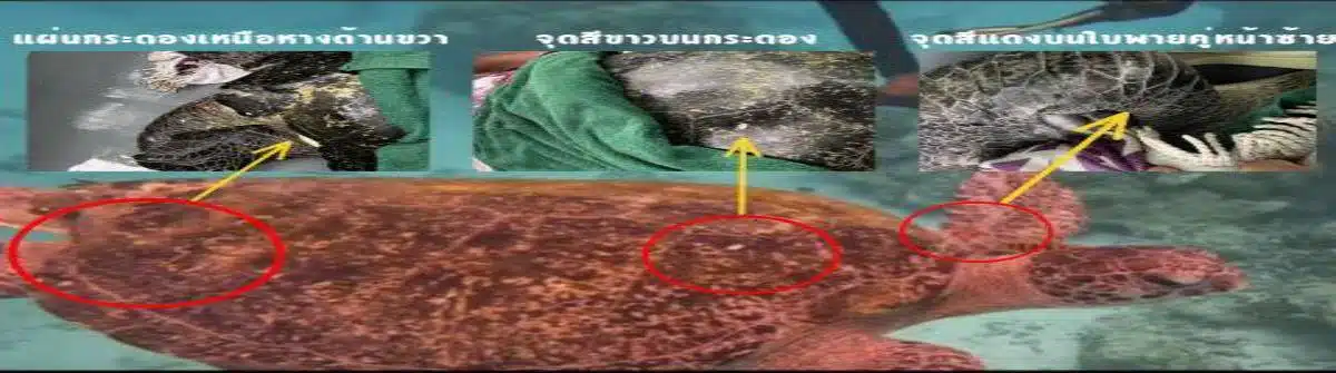 ผลกระทบเต่าทะเล นักท่องเที่ยห้กินสายริสแบนด์