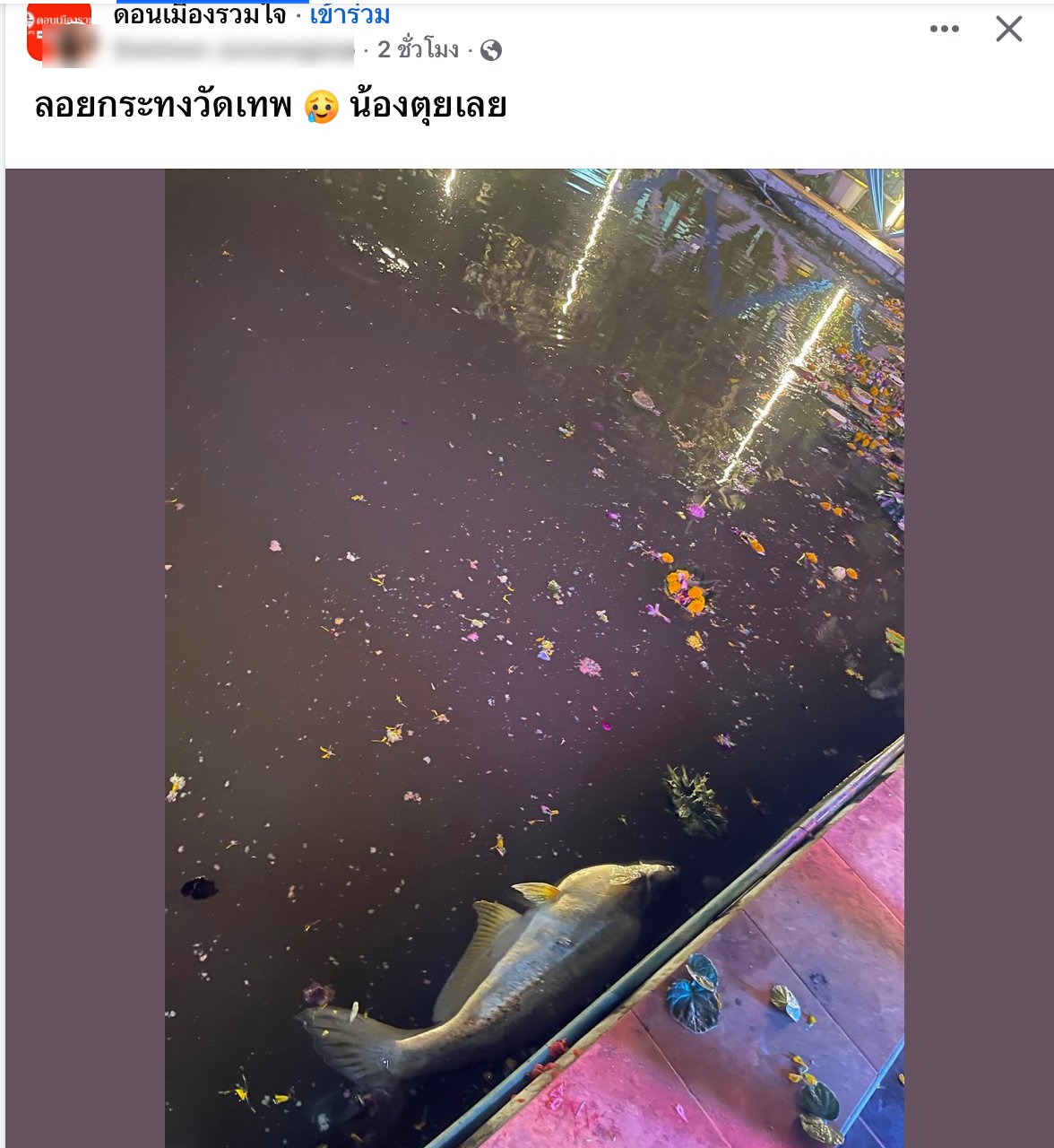 ผู้ใช้เฟซบุ๊กโพสต์ภาพปลาตัวใหญ่ลอยตาย สภาพน้ำเต็มไปด้วยเศษกระทง-ดอกไม้ หลังงานลอยกระทงเมื่อคืน