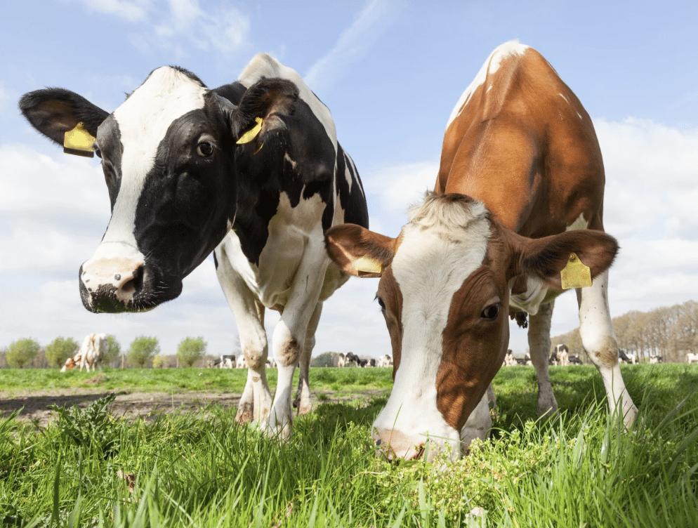 การเลี้ยงดูแบบเปิด ให้วัวกินหญ้าอิสระ