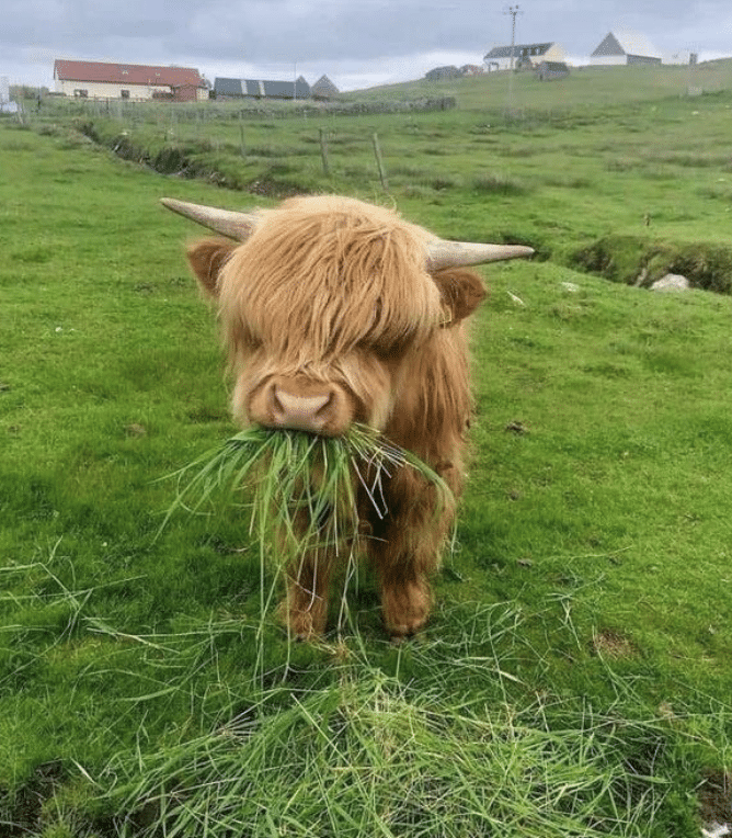 วัวกินหญ้าแสนเอร็ดอร่อย